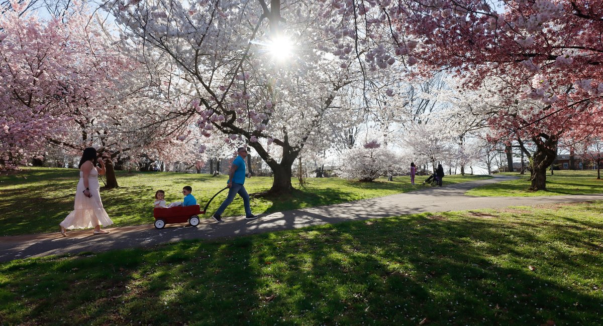 In bloom: NY and NJ cherry blossoms are objectively the best in the nation