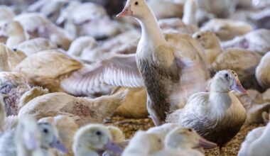 Opinion | The Big Apple Finally Bids Farewell to Foie Gras