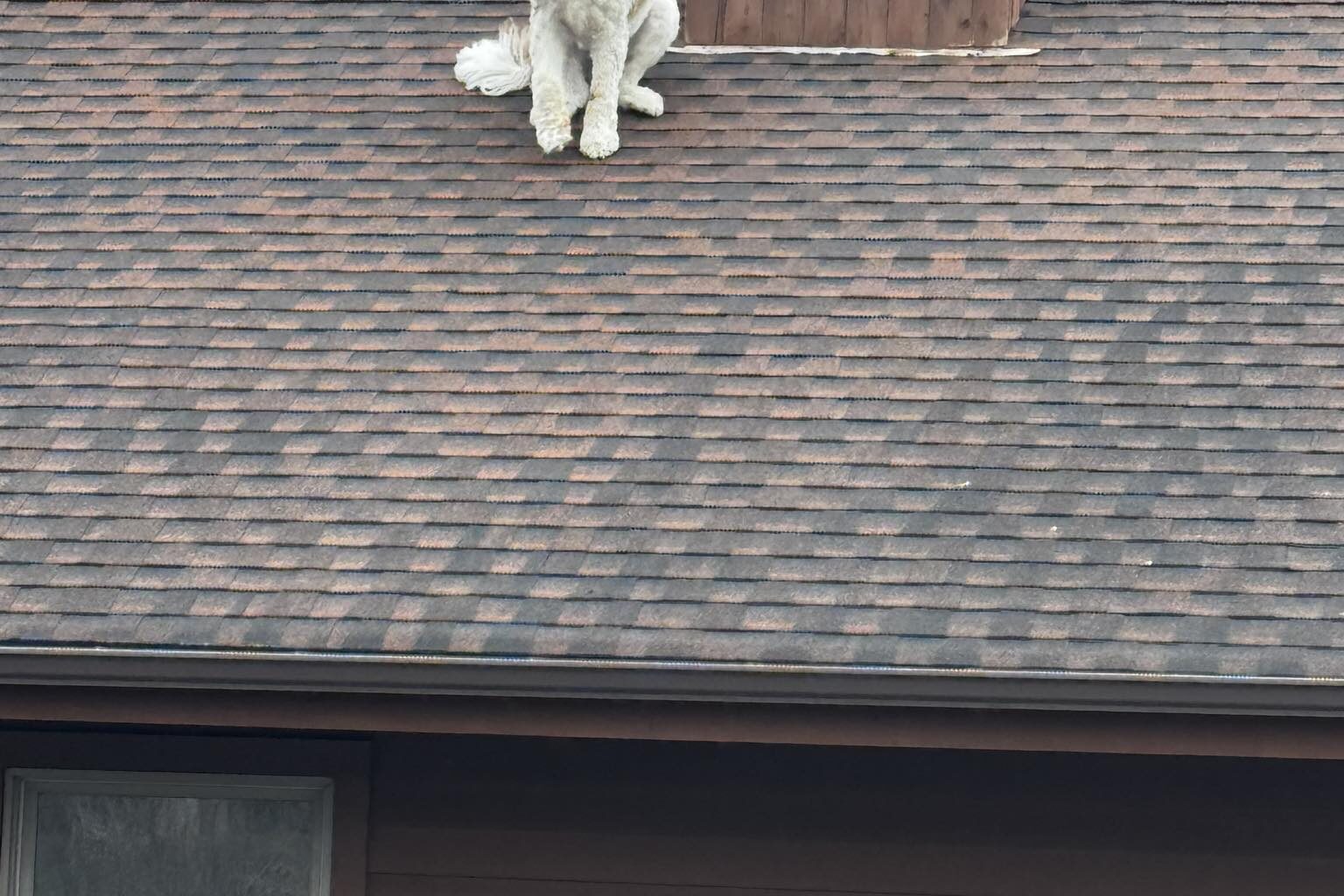 Goshen Police Department rescued a dog from a roof on Wednesday. 