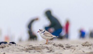 It's nesting time for piping plovers, NYC's 'cotton balls with legs'