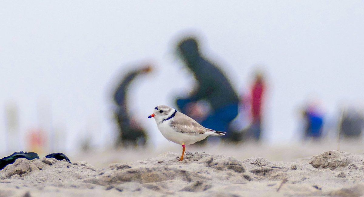It's nesting time for piping plovers, NYC's 'cotton balls with legs'