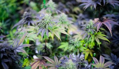 Home-grown marijuana plants await harvest under an LED grow light on Feb. 22, 2025.