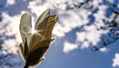 NYC weather: This is the 'springiest' day this year