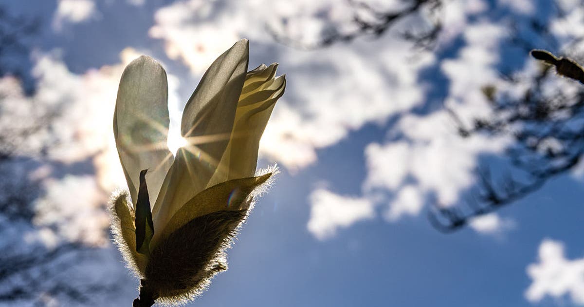 NYC weather: This is the 'springiest' day this year