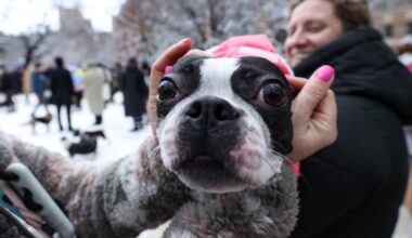 Would you kiss NYC dogs or smell their breath for $1K an hour?
