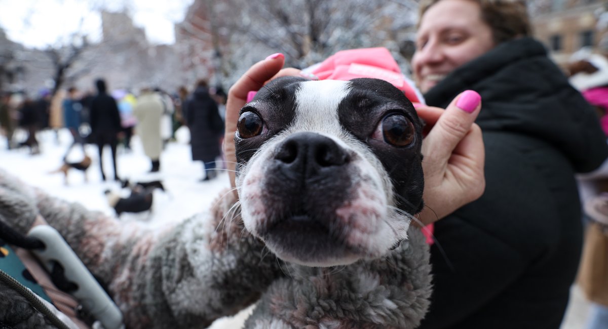 Would you kiss NYC dogs or smell their breath for $1K an hour?