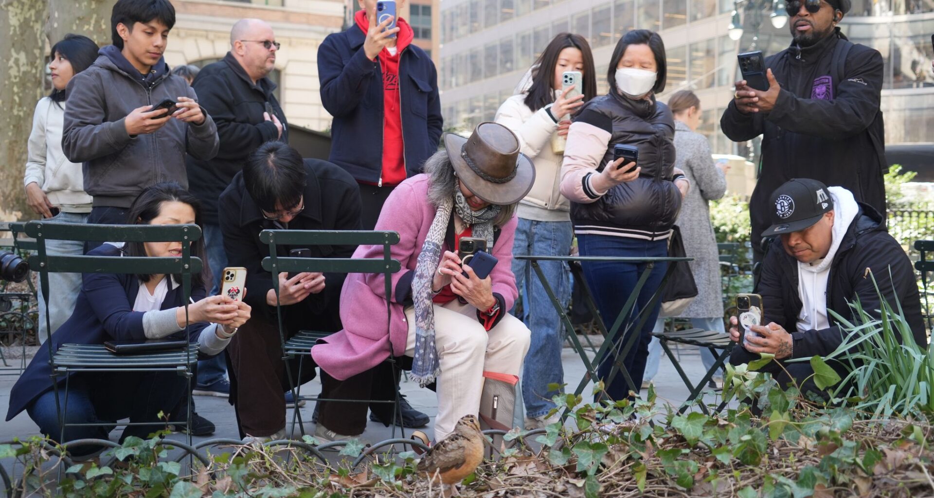 New Yorkers flock to Manhattan park for lovable woodcocks' bobbing strut