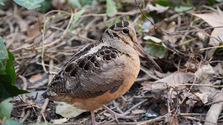 An American woodcock forages as it pauses along its spring...