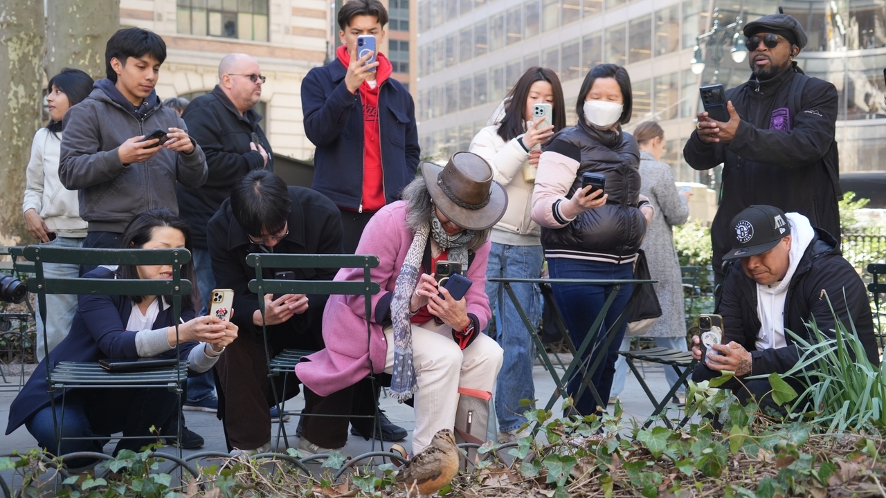 New Yorkers flock to Manhattan park for lovable woodcocks' bobbing strut