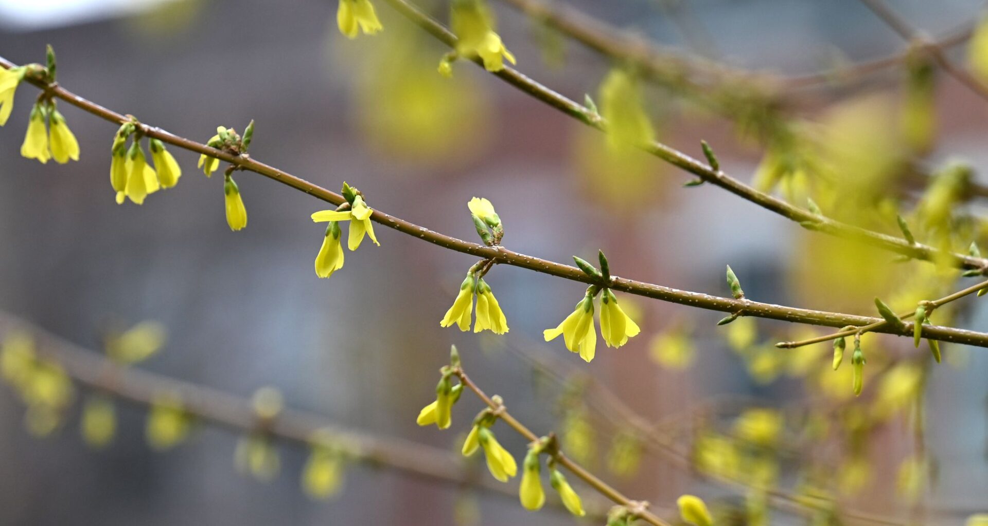 When is it spring in New York? Reading clues from birds and trees