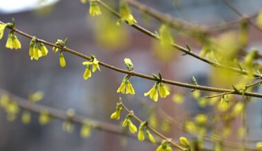 When is it spring in New York? Reading clues from birds and trees