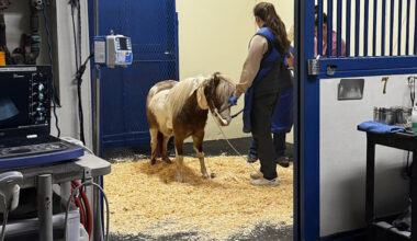 Teddy, a miniature horse, is receiving care at Rhinebeck Equine after he was hit by a train in Catskill early Wednesday morning.