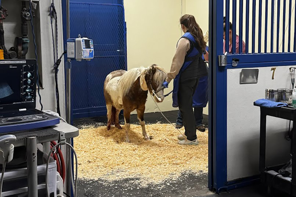 Teddy, a miniature horse, is receiving care at Rhinebeck Equine after he was hit by a train in Catskill early Wednesday morning.