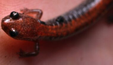 Here's how you can help preserve salamander habitat in Manhattan
