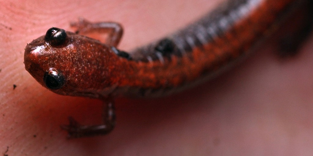 Here's how you can help preserve salamander habitat in Manhattan