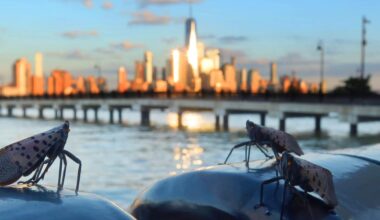 Millions of spotted lanternflies could plague New York City this year