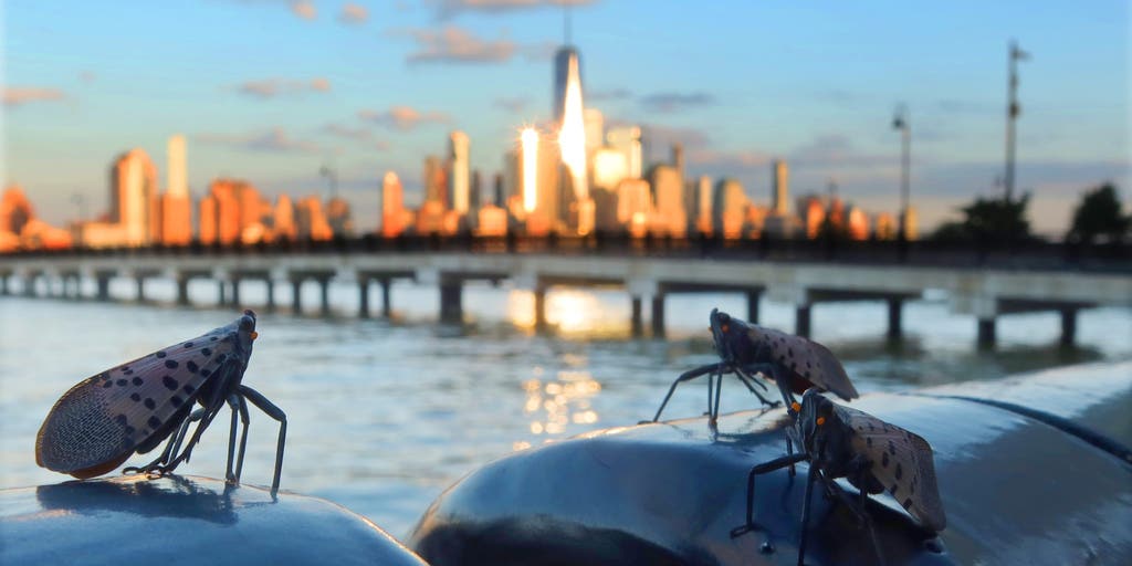 Millions of spotted lanternflies could plague New York City this year