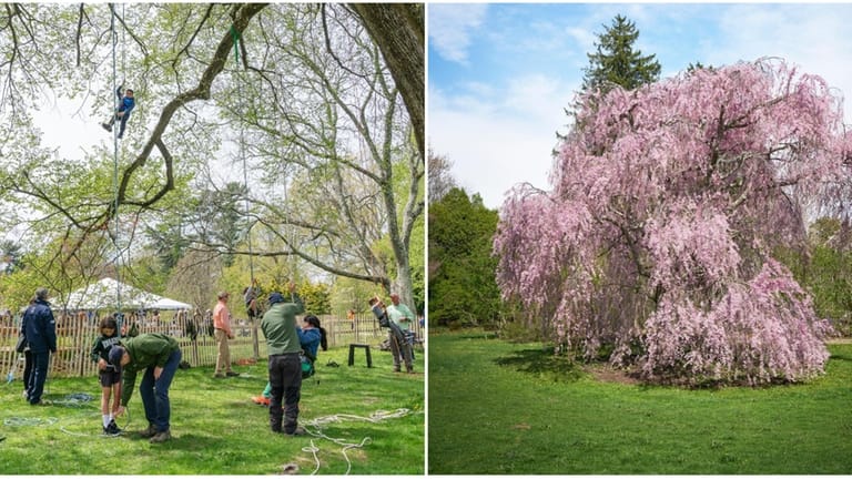 Planting Fields Arboretum's Branches in Bloom Festival takes place on...
