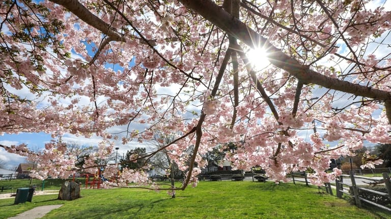 A pair of cherry blossom trees looms over 3rd Street...