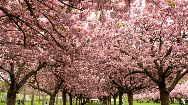 Cherry Esplanade in full bloom at the Brooklyn Botanic Gardens.