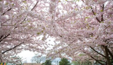 Guide to Cherry Blossom festivals and more on Long Island, NYC