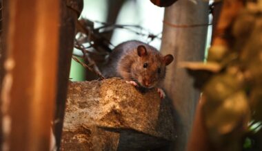 Eek! Rat sightings likely to rise in NYC as temperatures warm up