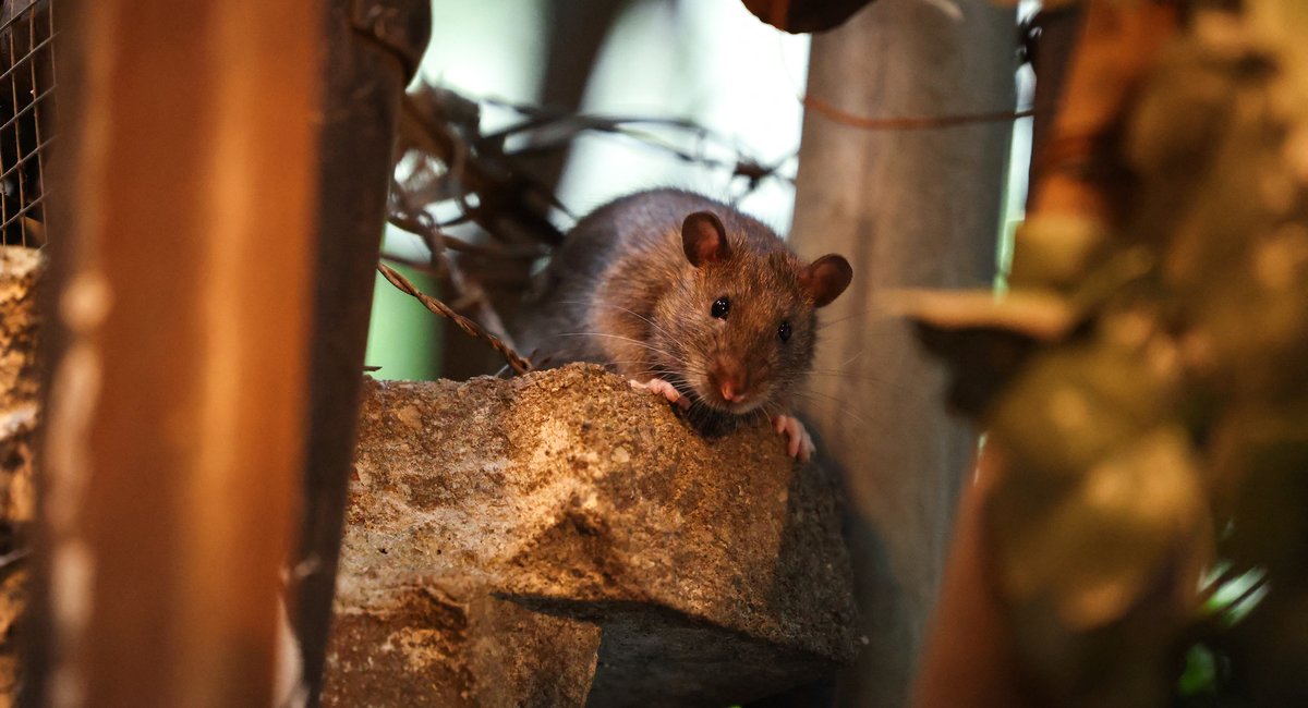 Eek! Rat sightings likely to rise in NYC as temperatures warm up