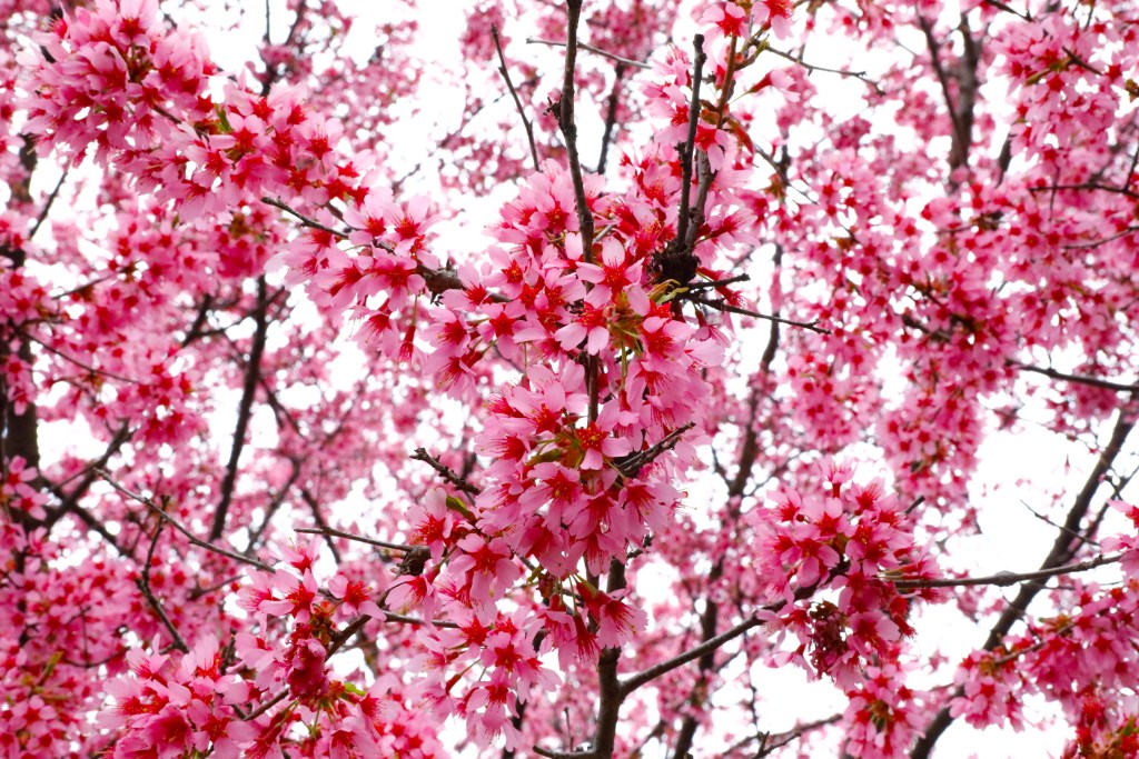Cherry tree in full bloom at Herbert Von King park in Bed-Stuy,