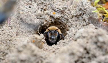 Scientists just discovered 5.6 million bees under a New York State cemetery