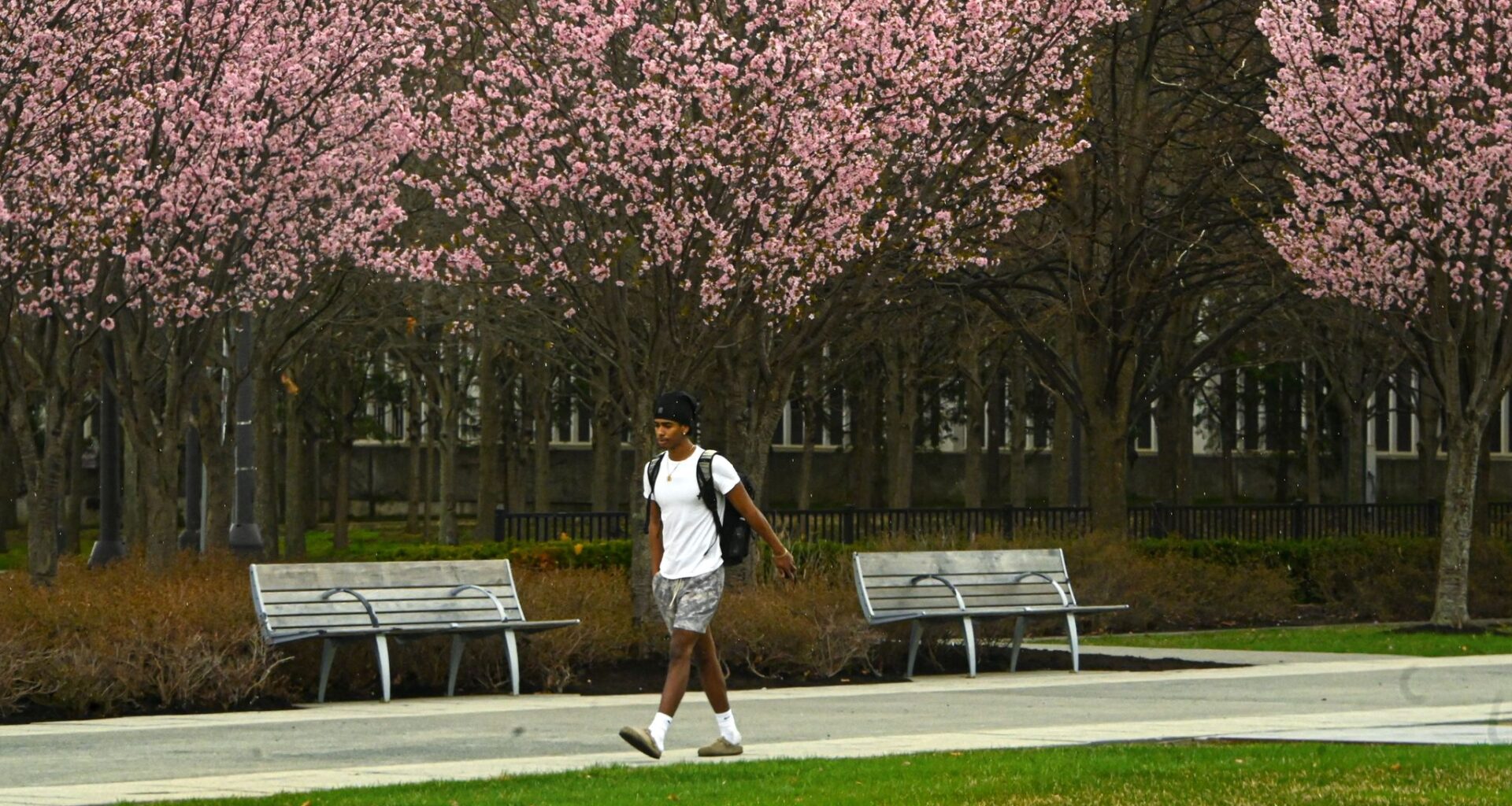 A student walks to class along a path lined with blooming trees at University at Albany on Wednesday. Some high school students are debating whether to go to college, where they may incur large amounts of debt, or go straight into the workforce, where they may earn less without a degree.