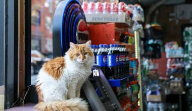 NYC Council bill aims to legalize bodega cats in stores
