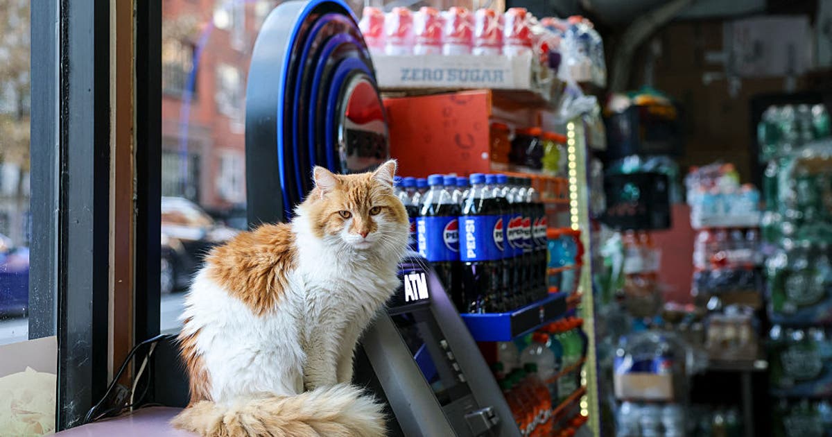 NYC Council bill aims to legalize bodega cats in stores