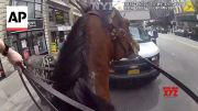 NYPD officer and his horse chase a suspected purse snatcher in Manhattan (Video) NYPD officer and his horse chase a suspected purse snatcher in Manhattan (Video)