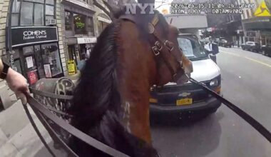 Mounted New York police officer and his horse corner suspected purse snatcher in Manhattan