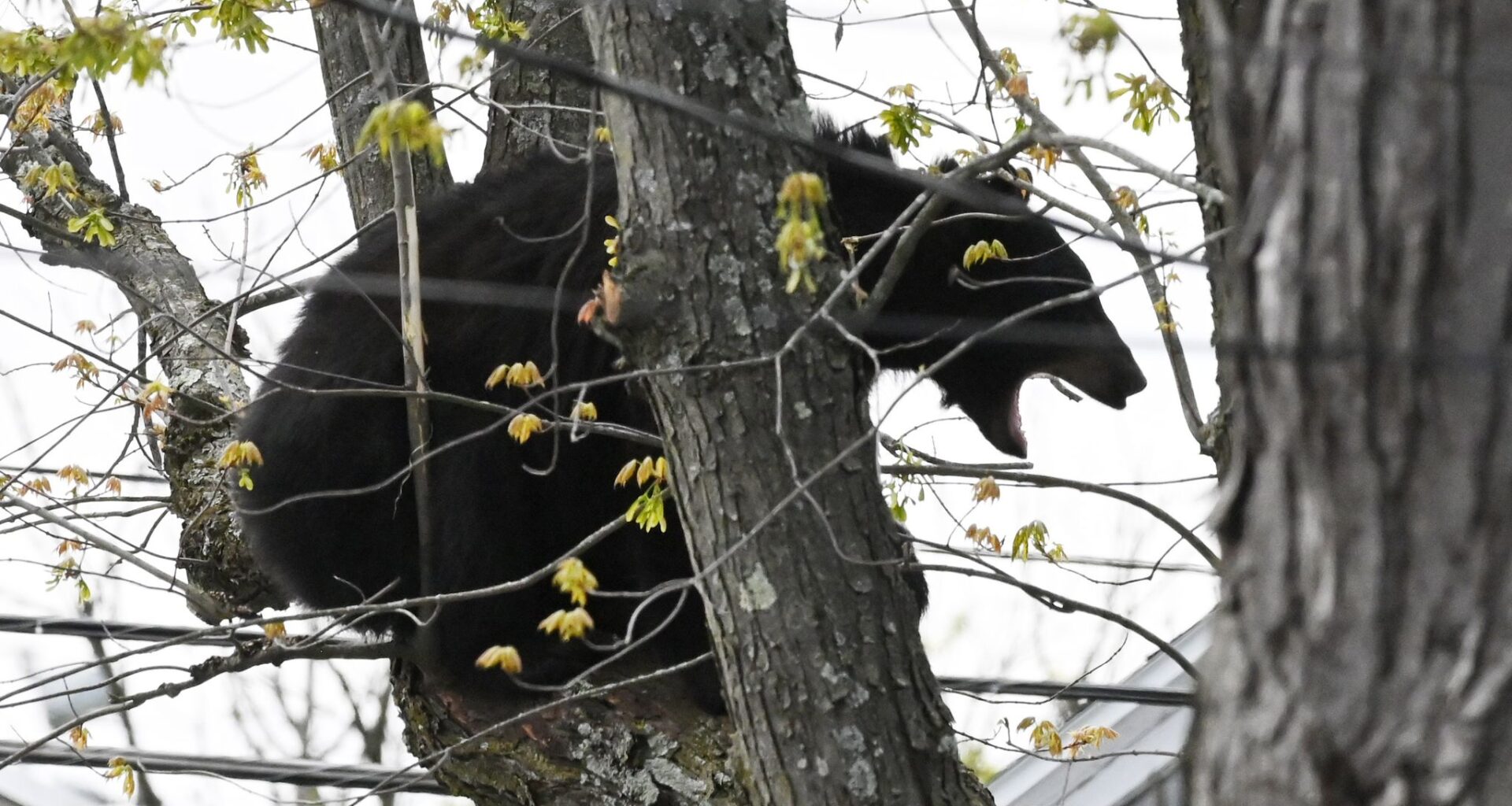 A bear perches itself in a tree on Second Ave. at Raymo St. in a residential area on Tuesday, April 21, 2026, in Albany, N.Y. The bear was eventually tranquilized and removed. (Will Waldron/Times Union)