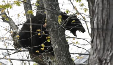 A bear perches itself in a tree on Second Ave. at Raymo St. in a residential area on Tuesday, April 21, 2026, in Albany, N.Y. The bear was eventually tranquilized and removed. (Will Waldron/Times Union)
