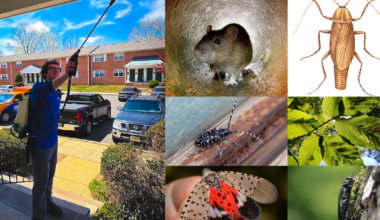 Invasive pest species of greatest concern in New York, New Jersey for 2026