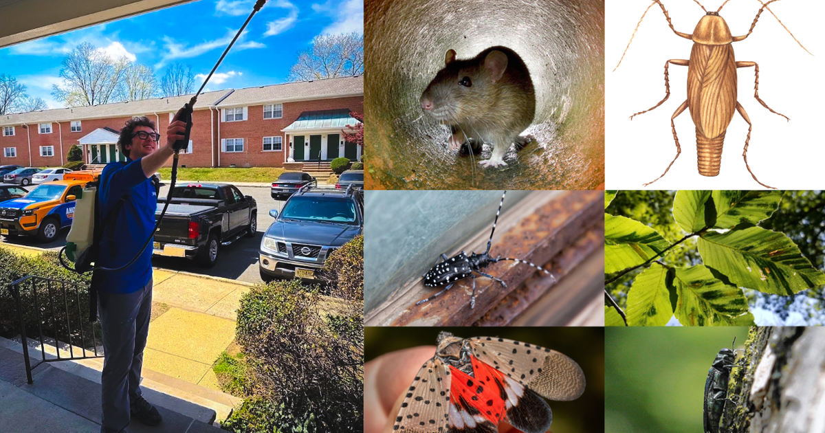 Invasive pest species of greatest concern in New York, New Jersey for 2026