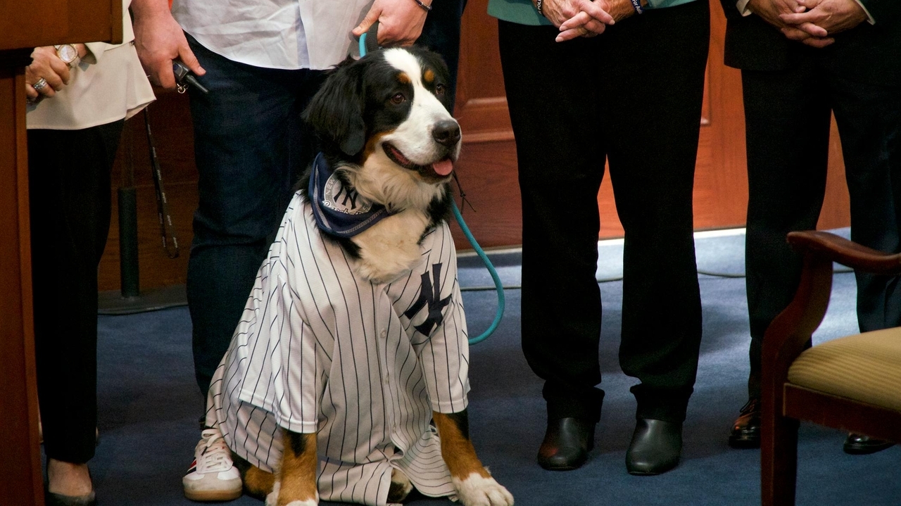 Nassau bolsters animal tethering law, penalties for offenders
