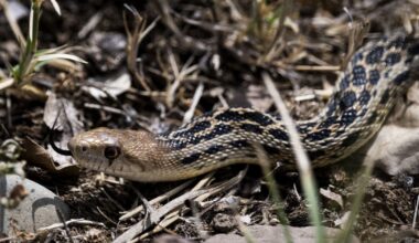 Top 5 snake-filled waters in the U.S. include New York lake