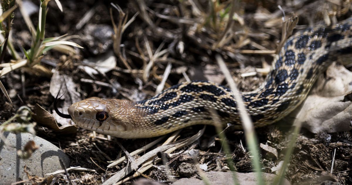 Top 5 snake-filled waters in the U.S. include New York lake