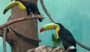14 toucans rehabilitated at Bronx Zoo after being found in car dashboard at US-Mexico border