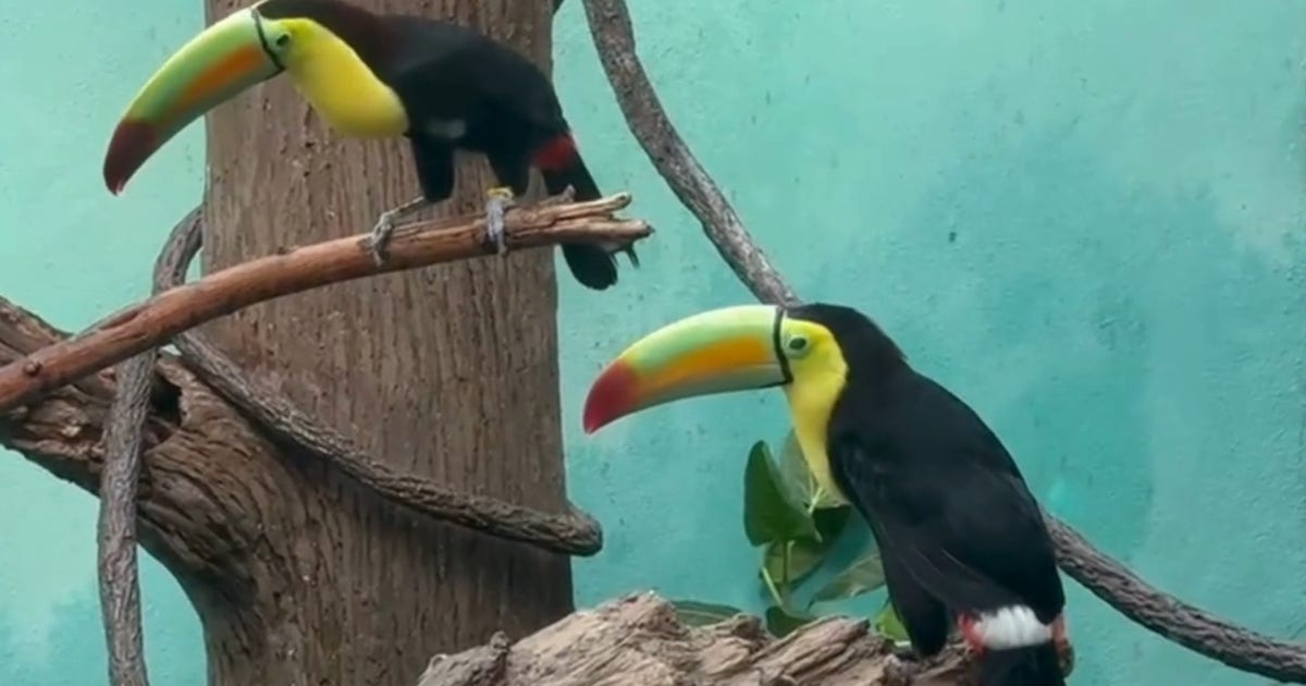 14 toucans rehabilitated at Bronx Zoo after being found in car dashboard at US-Mexico border