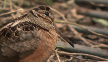 American Woodcock, rare dancing bird, brings New Yorkers together in Bryant Park