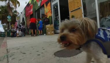 Proposed bill would give NY pet owners tax credits for money spent on animals