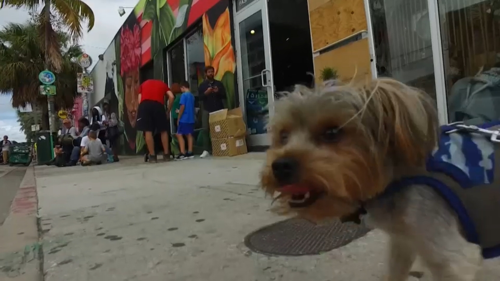 Proposed bill would give NY pet owners tax credits for money spent on animals