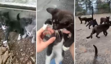 Animal rescue groups concerned for Long Island feral cat population after harsh winter