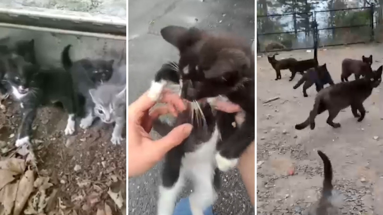 Animal rescue groups concerned for Long Island feral cat population after harsh winter