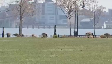 City of Hoboken steps up efforts to disperse geese population, remove droppings from parks