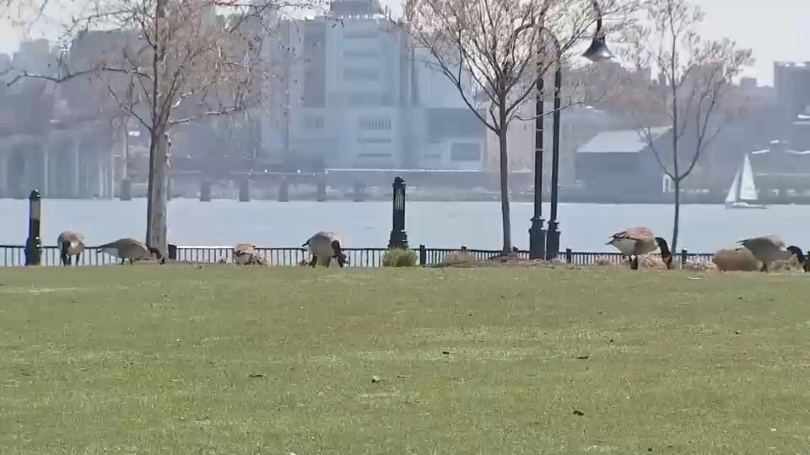City of Hoboken steps up efforts to disperse geese population, remove droppings from parks